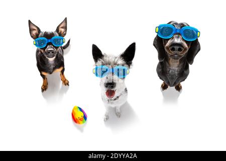 Team-Gruppe von Hunden mit Schutzbrille mit Gummi-Plastik Ente, bereit für das Schwimmbad, isoliert auf weißem Hintergrund Stockfoto