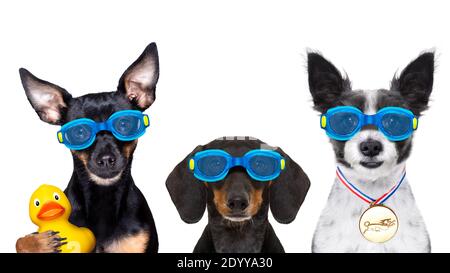 Team-Gruppe von Hunden mit Schutzbrille mit Gummi-Plastik Ente, bereit für das Schwimmbad, isoliert auf weißem Hintergrund Stockfoto