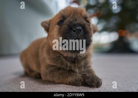 Nahaufnahme eines Cairn Terrier Welpen (12 Tage), der auf einem Teppich im Wohnzimmer der Familie liegt. Stockfoto