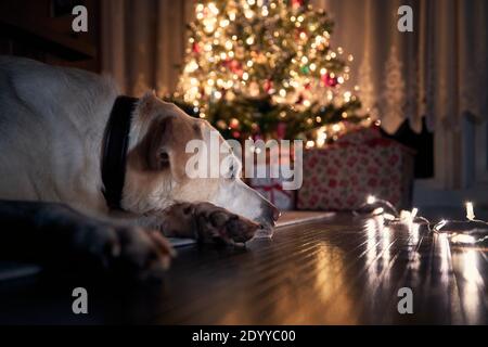 Festlicher Abend zu Hause. Hund liegt auf dem Boden und sieht auf Lichter gegen beleuchteten Weihnachtsbaum mit Geschenken. Stockfoto