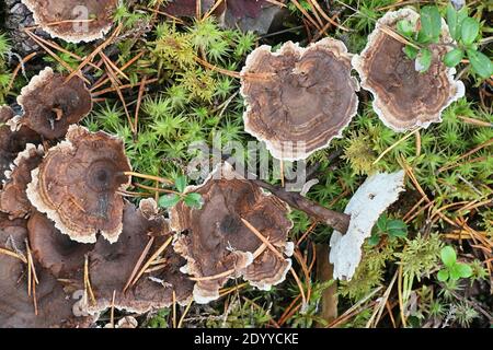 Phellodon connatus, auch bekannt als Phellodon melaleucus, allgemein als grauer Zahn, Wildpilz aus Finnland Stockfoto