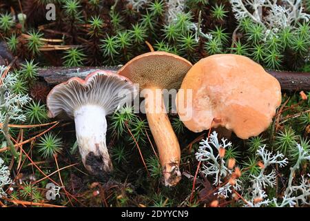 Gomphidius roseus, der rosige Dorn und Suillus bovinus, der Rindenbolet, wilde Pilze aus Finnland Stockfoto