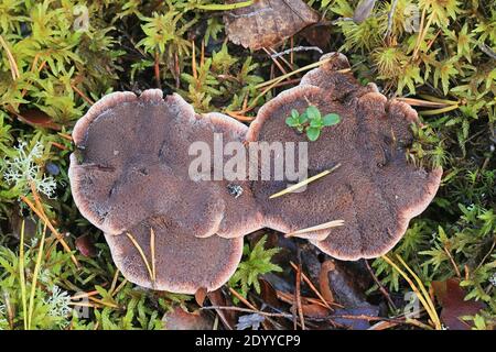 Hydnellum ferrugineum, bekannt als Mealierzahn oder rötlich-brauner korkiger Rückenpilz, Wildpilz aus Finnland Stockfoto