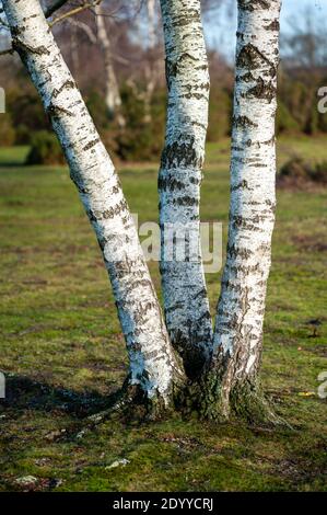 Die weiße Rinde des dreifachen Stammes der Silberbirke Baum (Betula pendula) Stockfoto