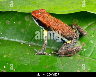 Ecuadorianischer Giftfrosch (Ameerega bilinguis), im Regenwald im Osten Ecuadors Stockfoto