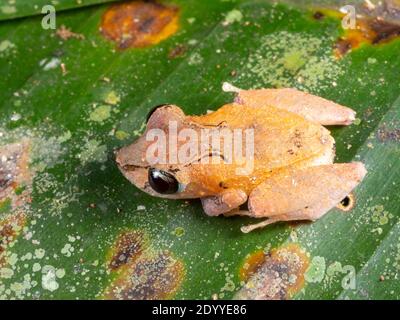 Kichwa Regenfrosch (Pristimantis kichwarum) auf einem Blatt bei Nacht im Regenwald, Ecuador bei Nacht im Regenwald, Ecuador Stockfoto