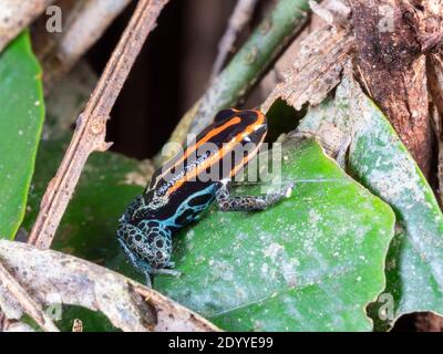 Amazonas-Giftfrosch (Ranitomeya ventrimacula) auf einem Blatt im Regenwald, Ecuador Stockfoto