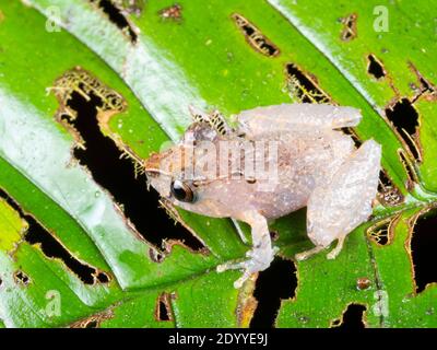 Kichwa Regenfrosch (Pristimantis kichwarum) auf einem Blatt bei Nacht im Regenwald, Ecuador bei Nacht im Regenwald, Ecuador Stockfoto