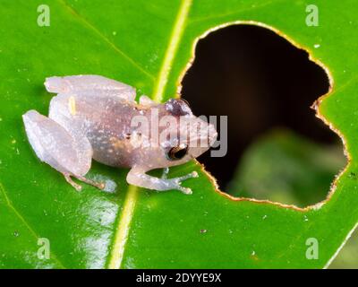 Kichwa Regenfrosch (Pristimantis kichwarum) auf einem Blatt bei Nacht im Regenwald, Ecuador bei Nacht im Regenwald, Ecuador Stockfoto