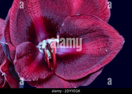 Isoliert rot violett glänzend Amaryllis Zentrum Herz Blüte Makro auf Dunkelblauer Hintergrund Stockfoto