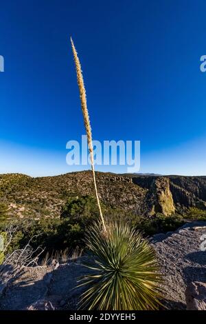 Sotol, Dasylirion wheeleri, mit fruchtenden Stiel entlang Massai Point Nature Trail im Chiricahua National Monument, Arizona, USA Stockfoto