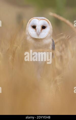 Stalleule (Tyto alba), kontrolliert, Cumbria, Großbritannien Stockfoto