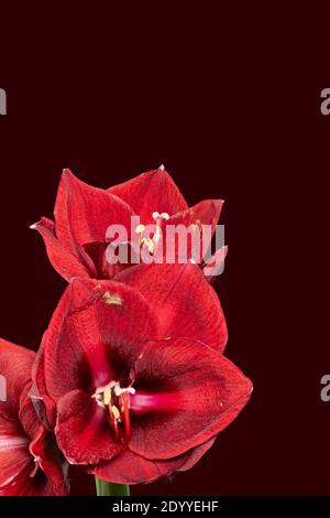 Bündel von roten Amaryllis Blüten mit Pollen Makro auf monochrom Dunkelrot-brauner Hintergrund Stockfoto