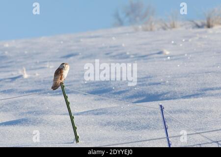 Scheune Eule (Tyto alba) in verschneite Landschaft, Northumberland National Park, Großbritannien Stockfoto