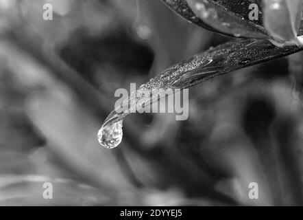 Ein kühler, klarer Wassertropfen schwebte auf der Spitze Eines Blattes Stockfoto