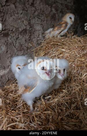 Scheune Eule (Tyto alba) Küken, kontrolliert, Cumbria, UK Stockfoto