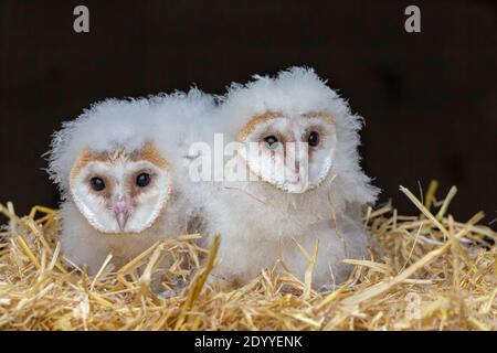 Scheune Eule (Tyto alba) Küken, kontrolliert, Cumbria, UK Stockfoto