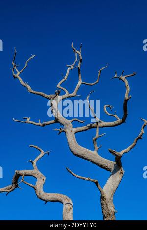 Dead Alligator Juniper, Juniperus deppeana, entlang des Massai Point Nature Trail im Chiricahua National Monument, Arizona, USA Stockfoto