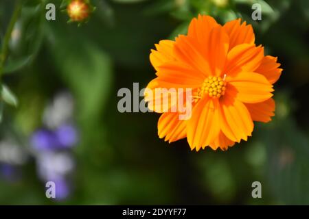 Blumen machen Spaß zu fotografieren, weil die Schönheit der Blüten auf den Pflanzen. Die Farbe und der Duft ziehen oft Bienen und andere bestäubende Insekten an. Stockfoto