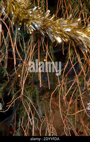 Vertikales Bild von Weihnachtsbaum mit umgestürzten Kiefernnadeln aus den Zweigen einer ungepflegten Pflanze. Kopieren Raum im Hintergrund Stockfoto