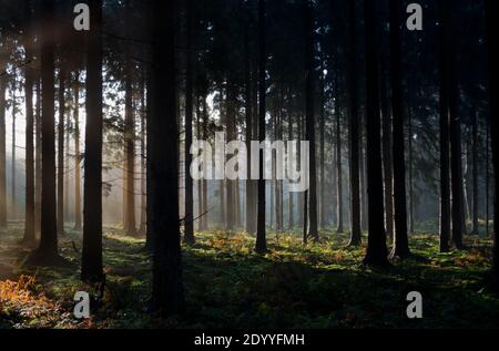 Märchenwald: Sonnenstrahlen im dunklen Kiefernwald Stockfoto