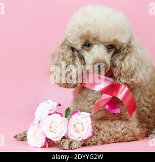 Valentinstag Hund, Aprikosenpudel mit einem Band um den Hals und ein Bouquet von rosa Rosen auf einem rosa Hintergrund Stockfoto