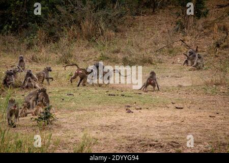 Paviane kämpfen auf Safari im Kruger Park Stockfoto