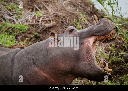 Nahaufnahme eines Nilpferdes mit weit geöffnetem Mund Stockfoto