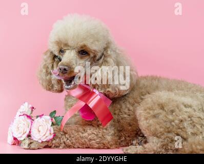 Valentinstag Hund, Aprikosenpudel mit einem Band um den Hals und ein Bouquet von rosa Rosen auf einem rosa Hintergrund Stockfoto