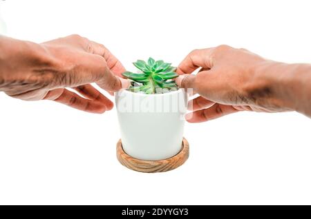 Hände einer schwarzen Frau, die eine eingetopfte Sukkulente pflegt Wir riefen Echeveria an Stockfoto