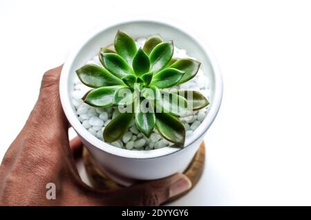 Eingetopfte Sukkulente namens Echeveria mit weißen Kieselsteinen in der Hand einer schwarzen Frau. Stockfoto