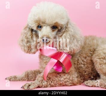 Valentinstag Hund, Aprikosenpudel mit einem Band um den Hals und ein Bouquet von rosa Rosen auf einem rosa Hintergrund Stockfoto