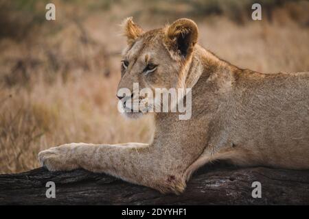 Profil eines Löwen, der auf einem umgestürzten Baumstamm sitzt In Südafrika Stockfoto