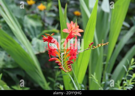 Ein Stiel von roten und gelben Freesia Blumen und Knospen in einem Garten in Janesville, Wisconsin, USA Stockfoto
