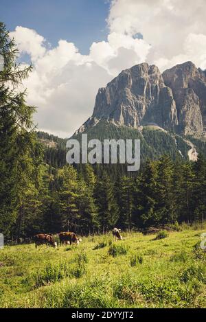 Kühe weiden im Campilltal vor den Felswänden der Somamunt in der Puez-Geisler-Gruppe der Dolimoten, Südtirol, Italien Stockfoto