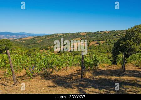 Trauben wachsen in der Spätsommerlandschaft bei Scansano, Provinz Grosseto, Toskana, Italien Stockfoto