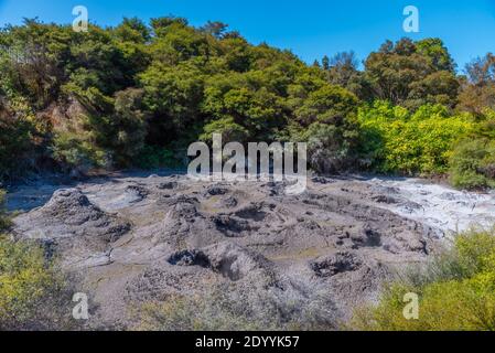 Schlammbecken in Te Puia in Neuseeland Stockfoto