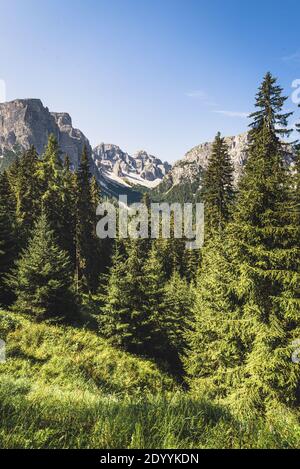 Blick durch den alpinen Bergwald im Zwischenkofeltal in der Puez-Geisler-Gruppe der Dolomiten, Campilltal, Südtirol, Italien Stockfoto