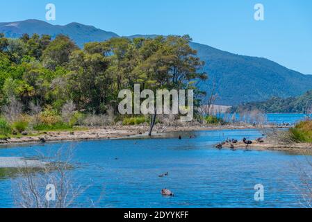 Schwarze Schwäne am See Rotomahana in Neuseeland Stockfoto