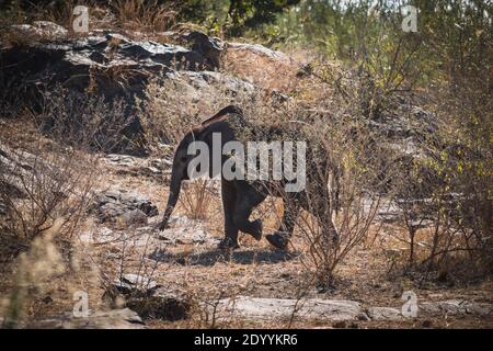 Ein Elefantenbaby, der durch die Wildnis im Kruger Park spazierengeht Stockfoto