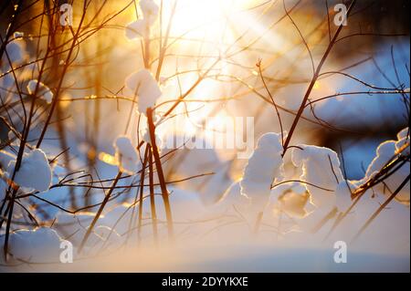 Sibirischer Dogwood (Cornus alba 'Sibirica') verzweigt sich im Schnee gegen untergehende Sonne. Selektiver Fokus und geringe Schärfentiefe. Stockfoto