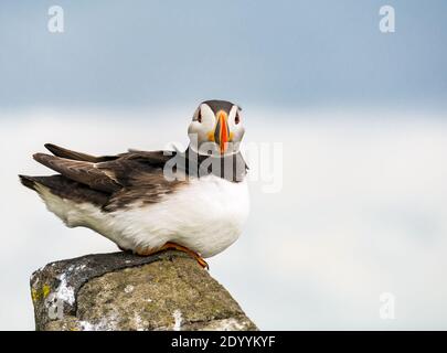 Nahaufnahme eines Atlantischen Paffins (Fraterkula Arctica) auf einem Felsvorsprung, Isle of May, Schottland, Großbritannien Stockfoto