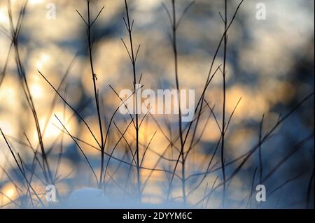 Sibirischer Dogwood (Cornus alba 'Sibirica') verzweigt sich im Schnee gegen untergehende Sonne. Selektiver Fokus und geringe Schärfentiefe. Stockfoto