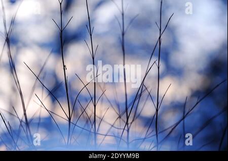 Sibirischer Dogwood (Cornus alba 'Sibirica') verzweigt sich im Schnee. Selektiver Fokus und geringe Schärfentiefe. Stockfoto