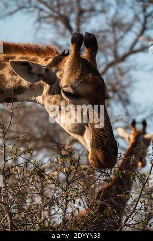 Nahaufnahme einer Giraffe, die während einer Safari im Süden isst Afrika Stockfoto