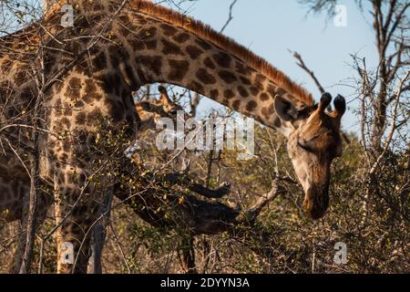 Nahaufnahme einer Giraffe, die während einer Safari im Süden isst Afrika Stockfoto