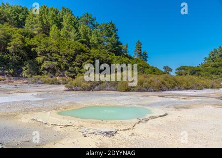 austernpool im Wai-O-Tapu in Neuseeland Stockfoto