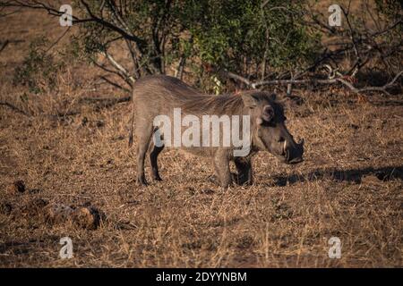 Ein gewöhnlicher Warzenschwein auf Safari in Südafrika Stockfoto