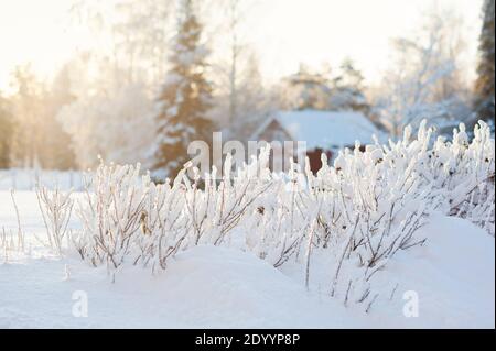 Rosenbusch bedeckt mit frisch gefallenen Schnee Stockfoto