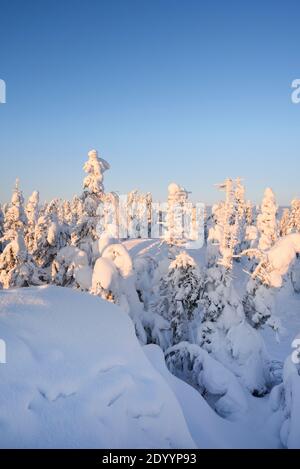 Winterlandschaft im Koli Nationalpark, Finnland. Stockfoto